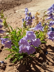 Penstemon strictiformis