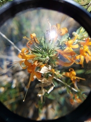 Anisacanthus thurberi