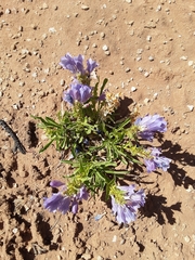 Penstemon strictiformis
