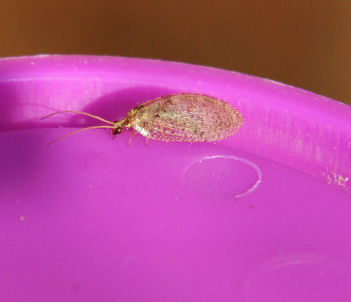 Hemerobius humulinus observed 2026-10-17