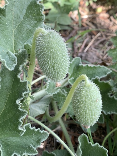 squirting cucumber
