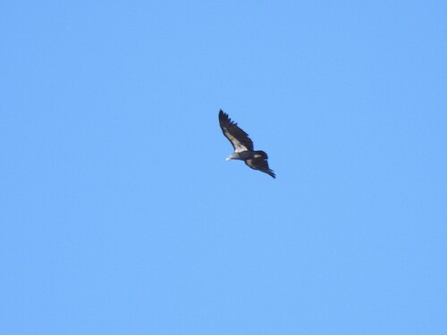 California Condor observed by okaugust