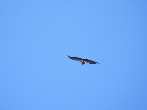 California Condor observed by okaugust