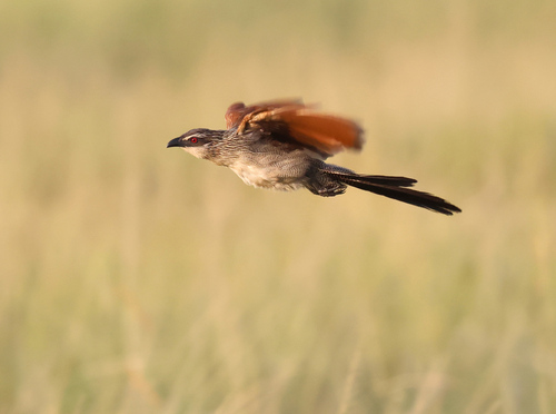 iNaturalist image