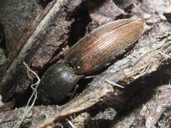 Agriotes sputator