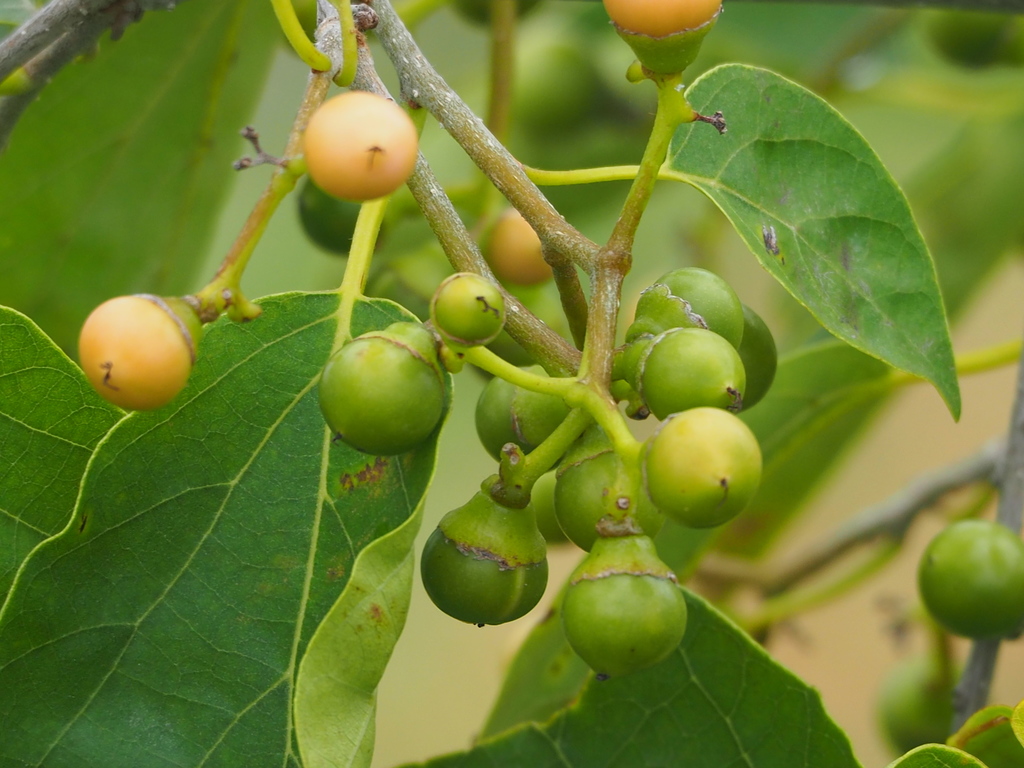 Clammy Cherry (Cordia dichotoma) · iNaturalist