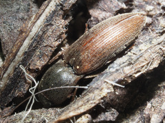 Agriotes sputator