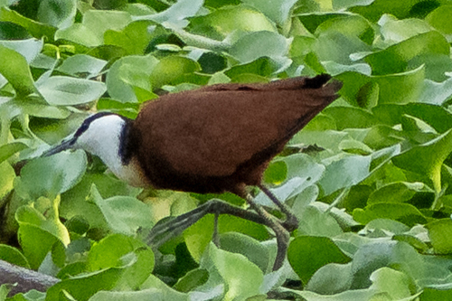 iNaturalist image