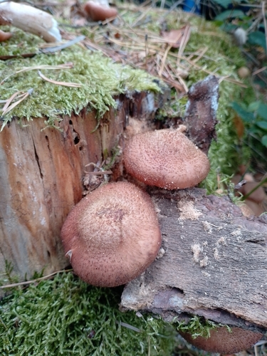 Honey Mushroom