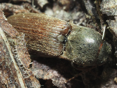 Agriotes sputator