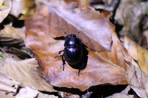 Woodland Dor Beetle