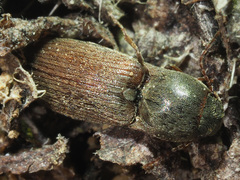 Agriotes sputator