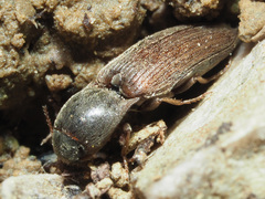Agriotes sputator