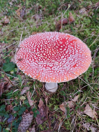 Fly Agaric