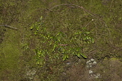 Grammitis stenophylla