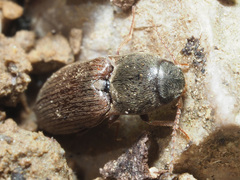 Agriotes sputator