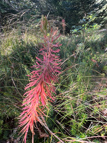 cypress spurge