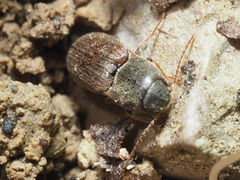Agriotes sputator