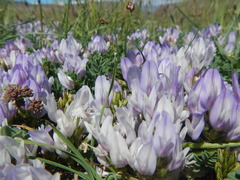 Astragalus argutensis