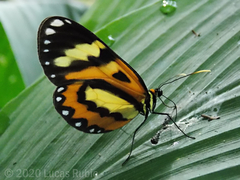 Placidina euryanassa
