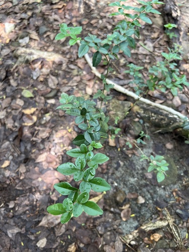 Triphasia trifolia observed 2026-10-17