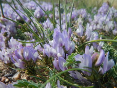 Astragalus argutensis