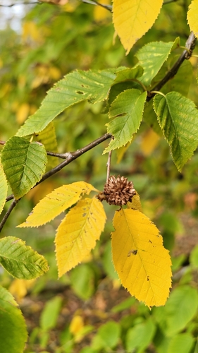 European Hornbeam