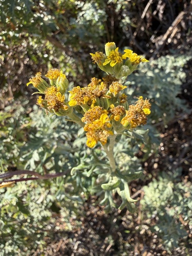 Eriophyllum staechadifolium, 2026-10-15