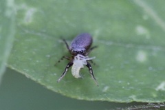 Tutelina