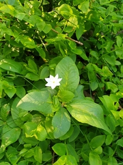 Lysimachia europaea