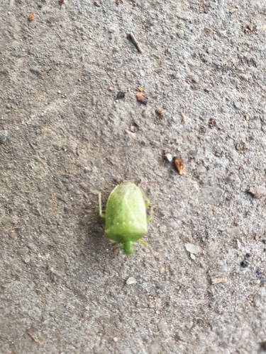 Southern Green Stink Bug