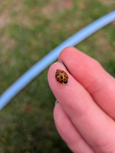 Asian Lady Beetle