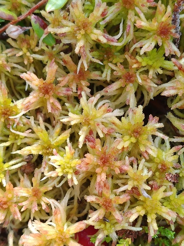 Sphagnum russowii observed 2026-10-17