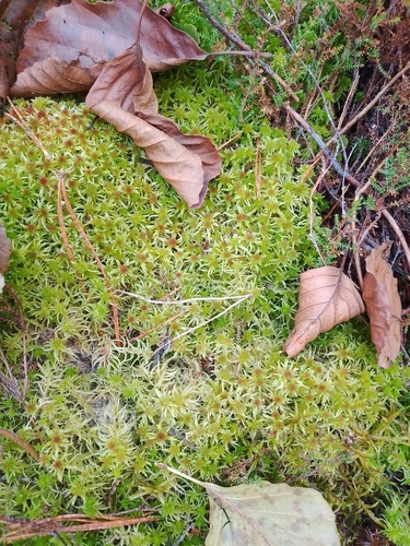 Sphagnum russowii observed 2026-10-17