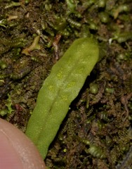 Grammitis stenophylla
