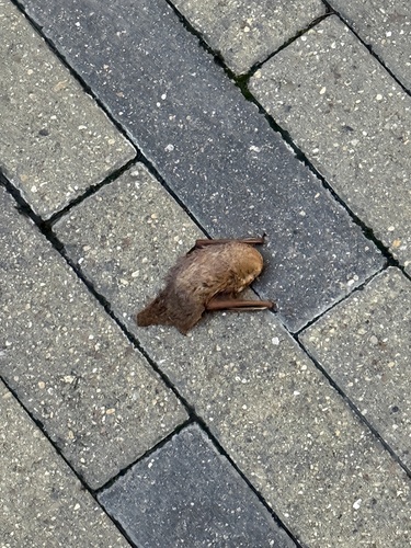 Eastern Red Bat observed by kross9899
