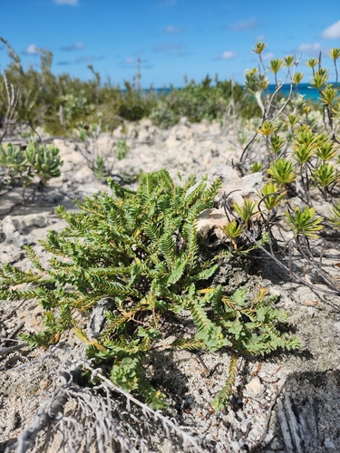 Euphorbia mesembryanthemifolia, 2026-10-15