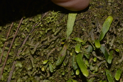 Grammitis stenophylla
