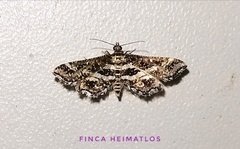 Diasemiopsis leodocusalis