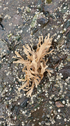 Bryozoa observed 2026-10-17