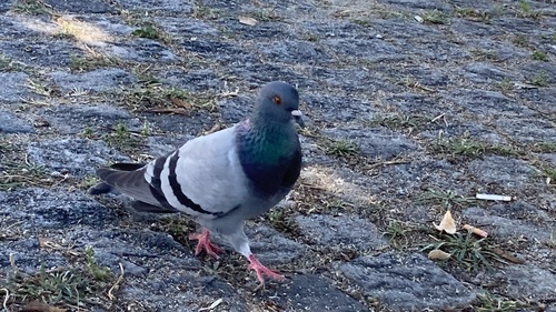 Rock Pigeon
