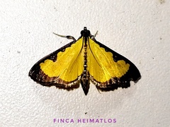 Goniorhynchus hampsoni