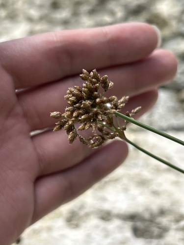 Fimbristylis cymosa observed 2026-10-17