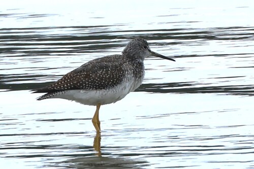 Greater Yellowlegs