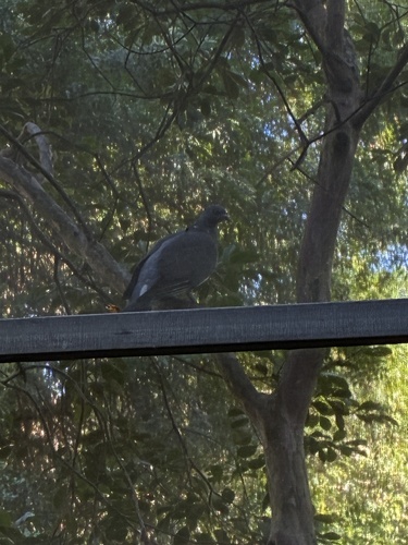 Common Wood-Pigeon
