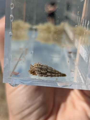 Cerithium muscarum, 2026-10-15