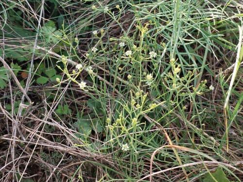 Thesium divaricatum