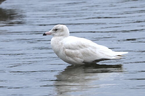 Glaucous Gull