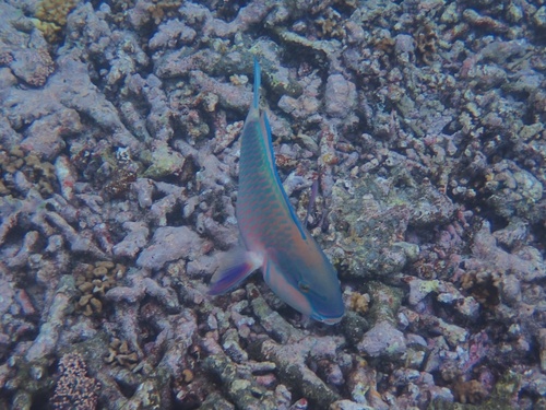 Chlorurus capistratoides observed 2026-10-17