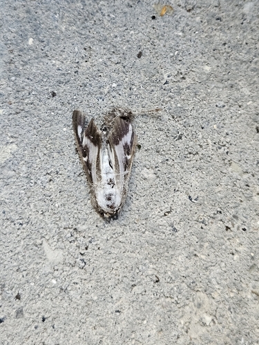 Box Tree Moth